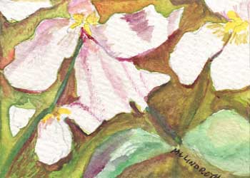 "Woodland Trilliums" by Mary Lou Lindroth, Rockton IL - Watercolor